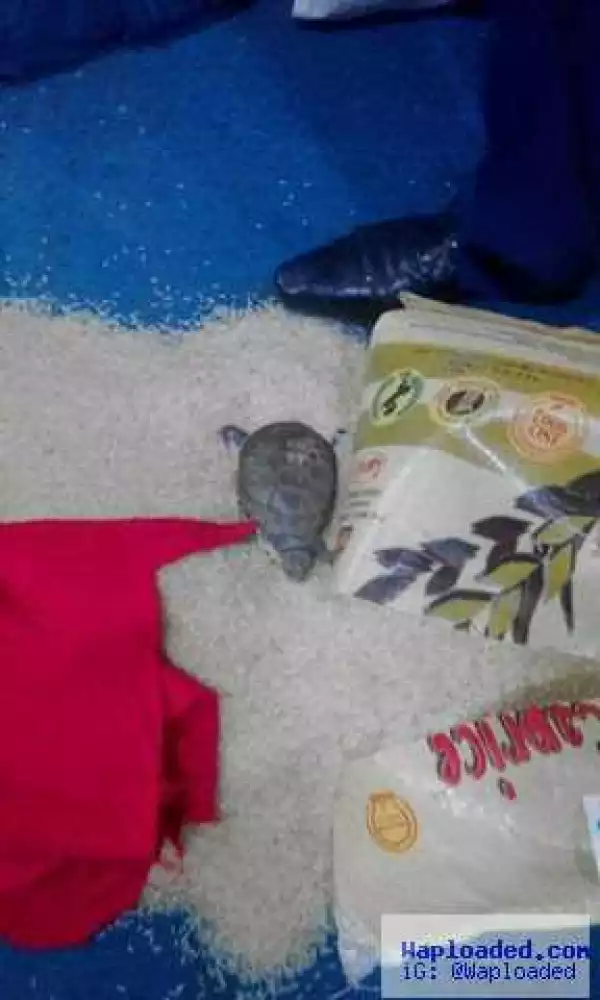Photos: Live Tortoise Found In A Sealed Bag Of Rice 